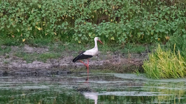 Ciconia Wspaniały Ptak Rodziny Bocianów Ptak Stojący Nad Rzeką Odbiciem — Zdjęcie stockowe