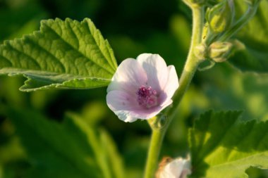 Althaea officinalis, ya da Marsh-mallow, Malvaceae ailesi. Canlı koyu yeşil arka planda yaprakları olan açık pembe çiçek.