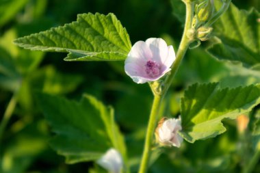 Althaea officinalis, ya da Marsh-mallow, Malvaceae ailesi. Canlı yeşillik arka planında yaprakları olan soluk pembe çiçek.