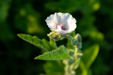 Althaea officinalis, ya da Marsh-mallow, Malvaceae ailesi. Canlı koyu yeşil arka planda yaprakları olan soluk pembe çiçek.