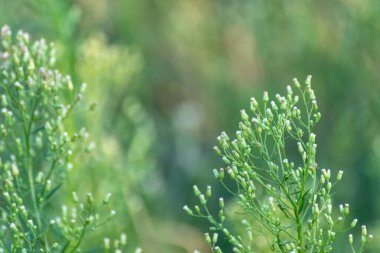 Küçük çiçekli yeşil çimenler bulanık arka planda makro tomurcuklar oluşturur. Yaz zamanı makro çim sahnesi. Parlak güneş ışığıyla yeşillik yakın plan