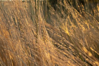 Sonbaharda güneş ışınlarında parlayan kuru çimenler yakın planda altın renkler. Vahşi çimlerde gün batımı zamanı. Doğal desenler