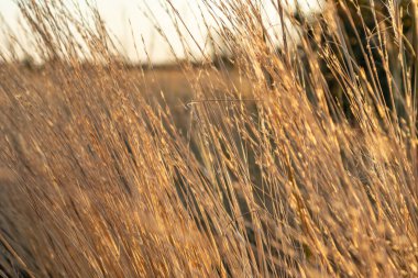Sonbaharda güneş ışınlarında parlayan kuru çimenler günbatımının arka planında pastel renkler. Kırsal kesimde günbatımı zamanı. Doğal desenler