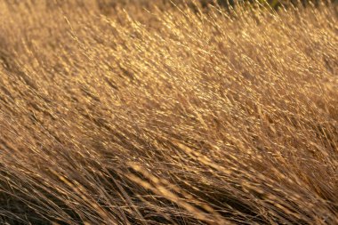 Sonbaharda güneş ışınlarında parlayan kuru çimenler yakın planda altın renkler. Kırsal kesimde günbatımı zamanı. Doğal desenler
