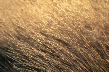 Kuru otlar, sonbaharda güneş ışınlarında parlayan altın sarısı renkler, yakın plan. Kırsal kesimde günbatımı zamanı. Doğal desenler