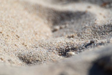 Plaj kıyısındaki arka planı bulanık kum tanecikleri. Beyaz yaz konsepti