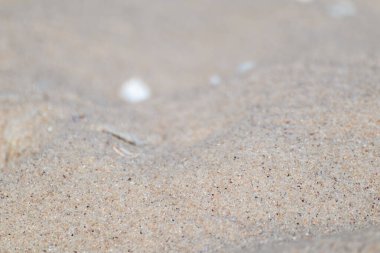 Deniz kıyısındaki deniz kabuğu kumu. Arka planı bulanık. Beyaz yaz konsepti