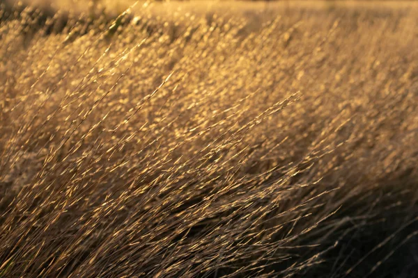 Сухая Золотая Трава Сияющая Солнечными Лучами Осенью Яркими Красками Крупным — стоковое фото