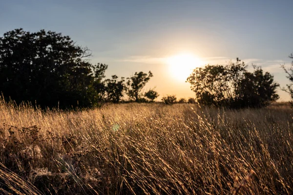 Sunset in rural area over the wild lawn with dry grass shining in sun rays and dark trees silhouettes on blue sky in autumn vivid colors