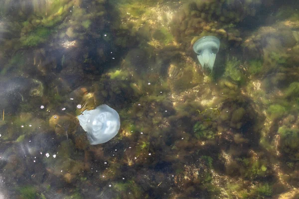 Grande Grupo Medusas Flutuando Alga Perto Costa Mar — Fotografia de Stock