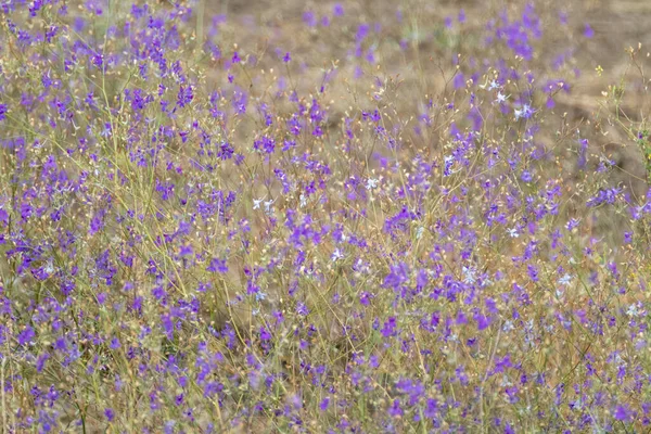 Purple tiny flowers in big amount, small summer wildflowers, blurred background with many flowers
