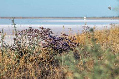 Limonyum vulgare ya da yaygın deniz lavantası, Salt Pembe Göl kıyısında Marsh Rosemary Ukrayna 'da mavi güneşli gökyüzünün altında yakın plan