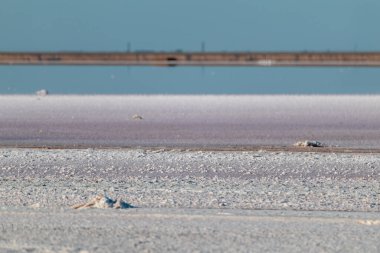 Mavi güneşli gökyüzünün altında tuzlu pembe göl yüzeyi. Ukrayna 'daki Spa sağlık hizmetleri doğal mineralleri Henichesk
