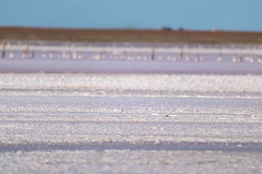 Mavi güneşli gökyüzünün altında tuzlu pembe göl yüzeyi. Ukrayna, Henichesk 'teki Spa sağlık hizmetleri doğal kristalleri