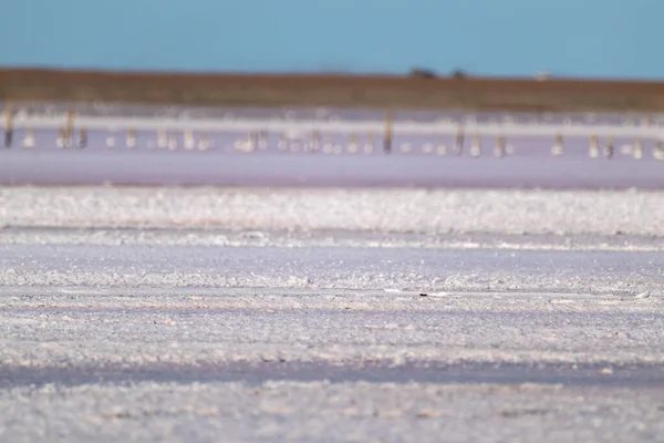 青空の下で塩ピンクの湖の表面 ウクライナのスパ医療天然結晶海岸 Henichesk — ストック写真