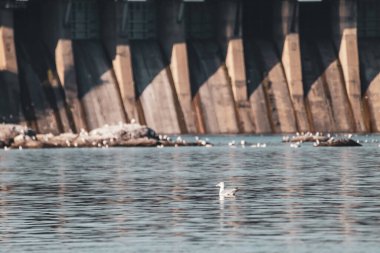 Dneproges yakınlarında sudaki martı kuşu. Ukrayna, Zaporozhye 'deki Dinyeper nehri üzerinde hidroelektrik santrali. Görünüm Khorytsia adasından