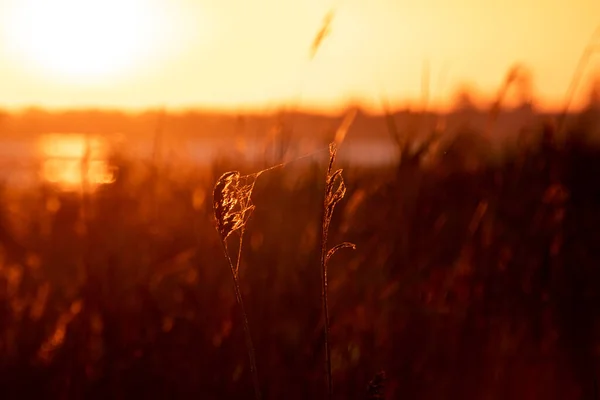Gras Mit Spinnennetzen Nahaufnahme Sonnenaufgang Orange Leuchtenden Farben Und Warmen — Stockfoto