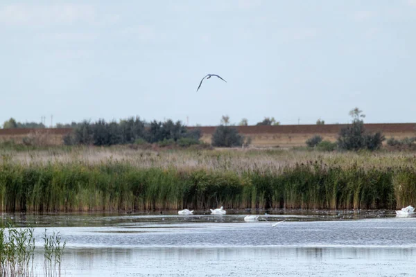 鳥が飛んで 田舎の反射と緑の葦の草の背景と野生の湖で泳いでいます 湖での自然動物の環境をキャッチ — ストック写真