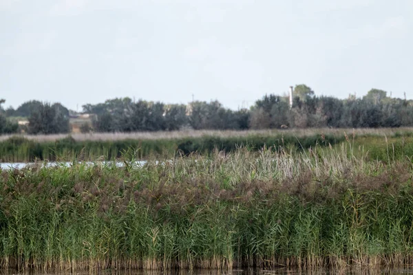 田舎で背景がぼやけているリード草 湖の水に緑の葦の尾 — ストック写真