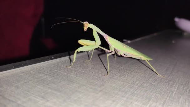 Mantis Insekt Närbild Grått Bord Natten Med Svart Bakgrund Nattetid — Stockvideo