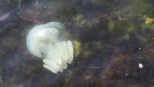 Wielkie Białe Meduzy Zbliżenie Pływające Wodorostach Blisko Brzegu Morza — Wideo stockowe