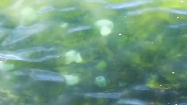 Ubur Ubur Putih Besar Mengambang Rumput Laut Hijau Dekat Pantai — Stok Video