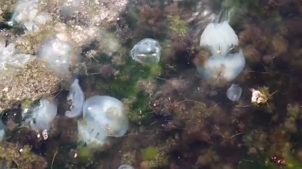 Grande Grupo Medusas Brancas Flutuando Alga Perto Costa Mar — Vídeo de Stock