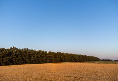 Kırsal tarım arazisi manzarası buğday tarlası, ağaçlar ve açık mavi gökyüzü