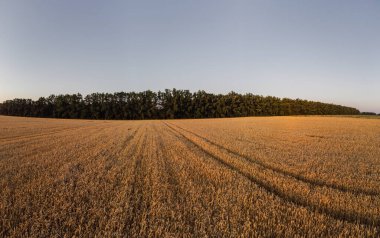 Olgun buğday tarlası manzarası Ağaçlar ve açık mavi gökyüzü