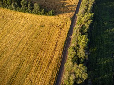 Güneşli buğday ekinleri hava tarlalarındaki doğal desenleri tarar.