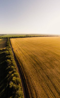 Hava güneşli altın buğday tarlaları dikey manzara, Ukrayna 'da tarım kırsalları