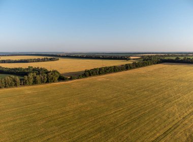 Yazın açık mavi gökyüzü ile Ukrayna kırsalındaki buğday arpa tarlalarının hava manzarası