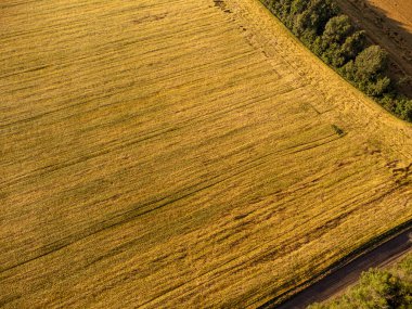 İnsansız hava aracı Ukrayna 'nın kırsal bölgelerine bakıyor, verimli yaz manzarasında altın buğday tarlaları.