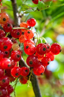 Frenk üzümü meyveleri bir dal üzerinde güneş ile parladı