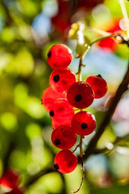 Frenk üzümü meyveleri bir dal üzerinde güneş ile parladı