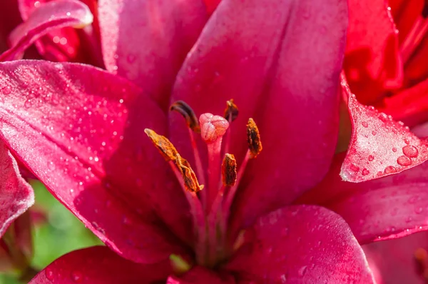 Red lily. Pestle and stamens. — Stock Photo, Image