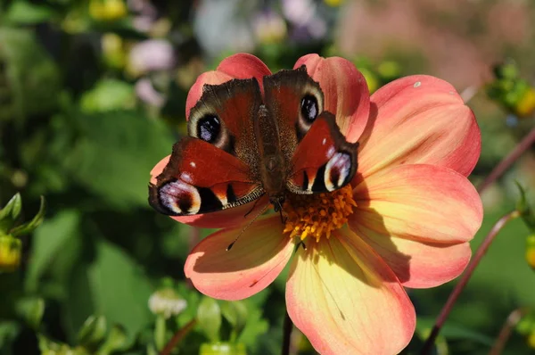 European Peacock, Aglais io butterfly on a flower. Macro — Stock Photo, Image