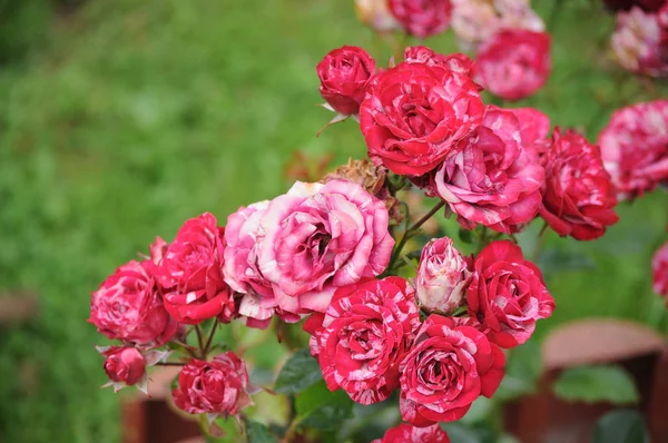 Pequeñas rosas rosadas sobre un fondo verde —  Fotos de Stock