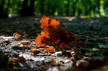 güneşli bir sonbahar günde yaktı kentsel park orman toprağa yüzeyine düşen meşe yaprağı güneş tarafından