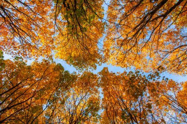 Mavi gökyüzüne karşı sarı yeşillikli sonbahar ağaçlarının sokağı. Aşağıdan görüntüle.