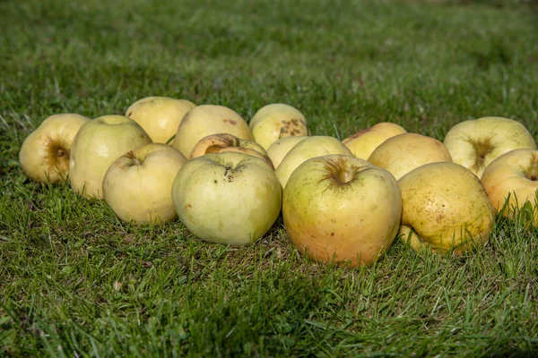 Yellow apples in the grass — Stock Photo, Image
