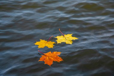 Sonbahar yaprakları suda yüzer.
