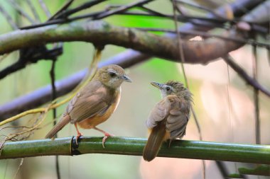Sevimli kuş ve bahar doğa. 