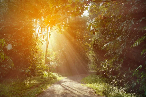 Pădurea Însorită Dimineața Devreme — Fotografie, imagine de stoc