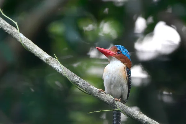 Společné Ledňáček Říční Alcedo Atthis Krásný Modrý Pták Větev Lese — Stock fotografie