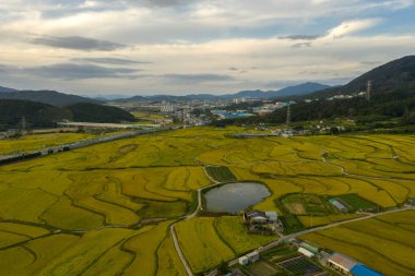 Manzara teraslı pirinç tarlası Güney Kore 'de yüksek açı manzaralı.