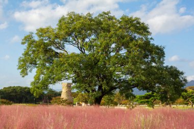 Muhlenbergia Kapillaris Pembe Muhly Çimi Gyeongju, Güney Kore.