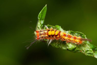 Bir imparator güve tırtılı (Saturnia pavonia) böğürtlen yaprağıyla beslenir..