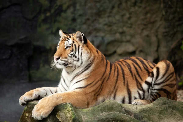 Bengalisk Tiger Liggande Sten Stockbild