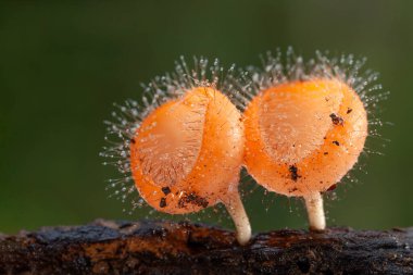 Şampanya mantarı portakalı. Renkli mantar ya da yağmur ormanlarına yakın..